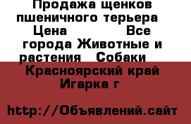 Продажа щенков пшеничного терьера › Цена ­ 30 000 - Все города Животные и растения » Собаки   . Красноярский край,Игарка г.